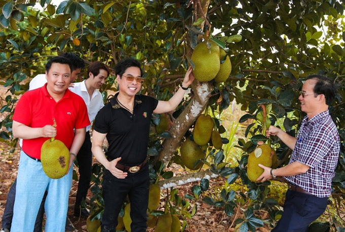 Khu vườn khá lớn nên nam ca sĩ phải thuê người chăm sóc. Thinh thoảng anh đến đây chăm sóc và thu hoạch nông sản. Ảnh: Lao động