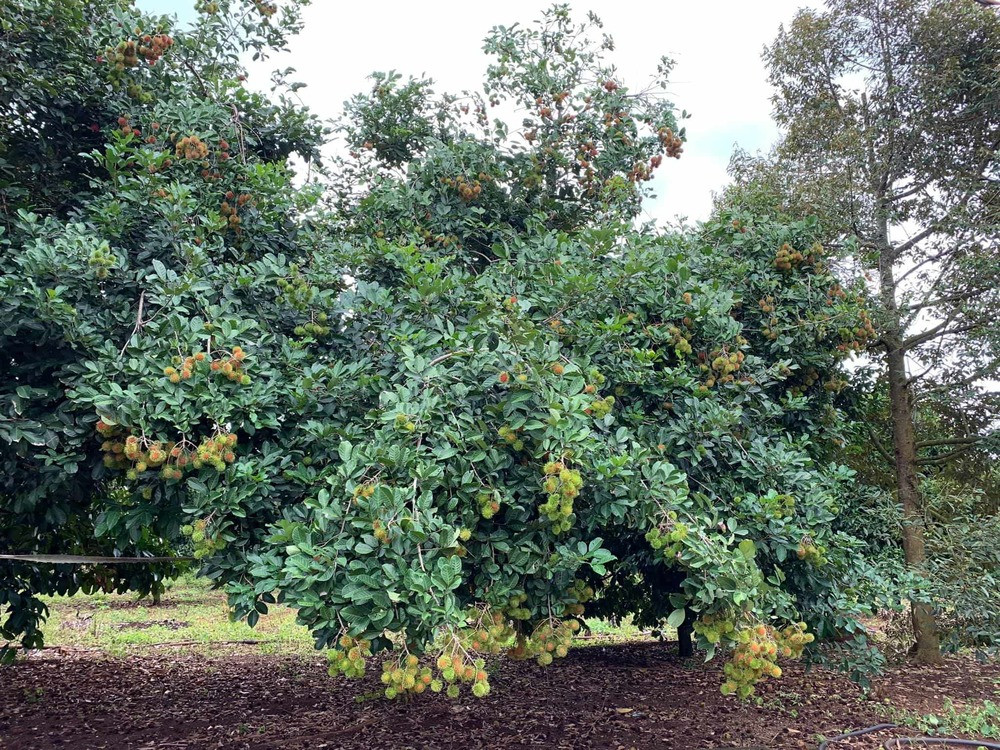 Khu vườn trái cây 4 mùa ở Vũng Tàu của Lý Nhã Kỳ gồm các loại cây: sầu riêng, măng cụt, chôm chôm, bơ, mít... Tất cả đều được trồng bằng phương pháp hữu cơ. Ảnh: FBNV