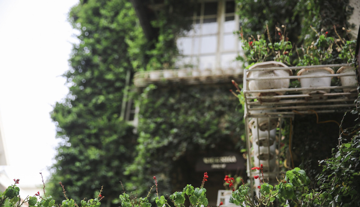 Nhờ vẻ đẹp xanh mát ấn tượng, thời gian gần đây, ngôi biệt thự thu hút khá nhiều vị khách tới xin tham quan, chụp ảnh. Ảnh: Dân Việt