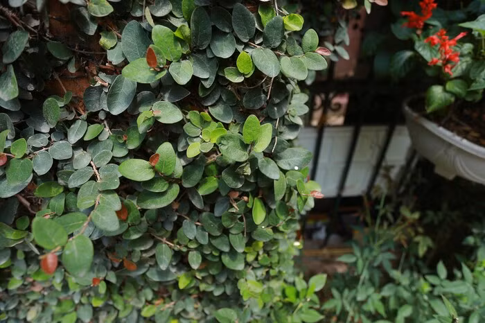 Dàn cây dây leo bám chắc vào tường nhà. Ảnh: Saostar.