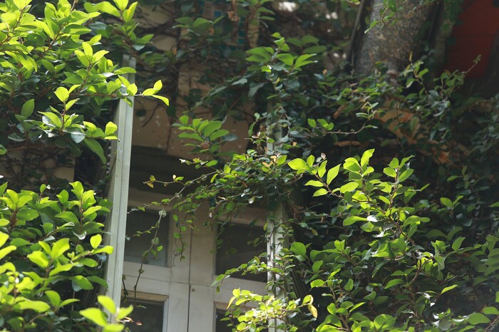 Được biết, ngôi biệt thự đã có từ 20 năm nay. Gia chủ là một người yêu thiên nhiên, muốn tạo ra một không gian sống yên bình, đậm nét xưa giữa lòng thành phố nên từ nhiều năm trước đã cho người trồng các loại cây dây leo quanh nhà. Ảnh: Saostar