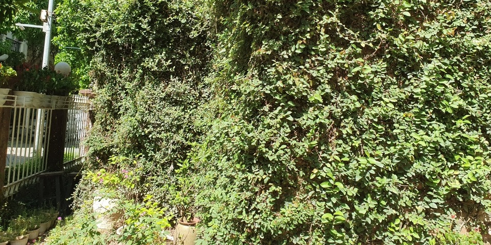 Lớp tường cây xanh bao quanh nhà gồm nhiều loại cây như: trạng nguyên, trầu bà, trường xuân...Trong đó, nhiều nhất là cây vảy ốc hay còn gọi là cây thằn lằn. Ảnh: Lao động thủ đô.