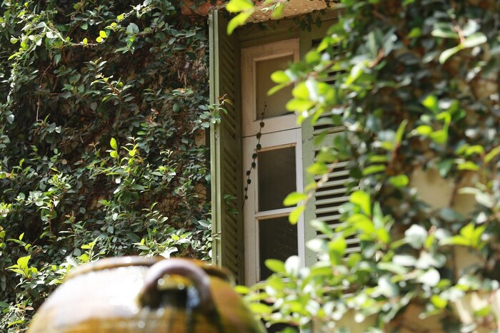 Để bên trong nhà có đủ ánh sáng, chủ nhà phải thường xuyên cắt tỉa bớt lá, đặc biệt là khu vực xung quanh cửa sổ. Ảnh: Saostar