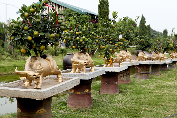 Đáp ứng nhu cầu chơi cây cảnh của người tiêu dùng trong dịp Tết Nguyên đán, các nhà vườn mạnh dạn chọn trồng nhiều giống cây mới. Trong đó, độc đáo và được ưa chuộng nhất là cây cảnh tạo hình con trâu - linh vật năm Tân Sửu. Ảnh: Baotintuc.
