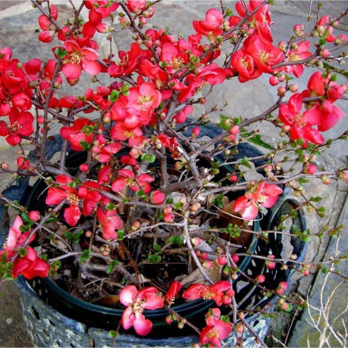 Mỗi gốc mai đỏ có từ 200.000 - 300.000 đồng cũng được nhiều người tiêu dùng chọn lựa. Ảnh: Facebook