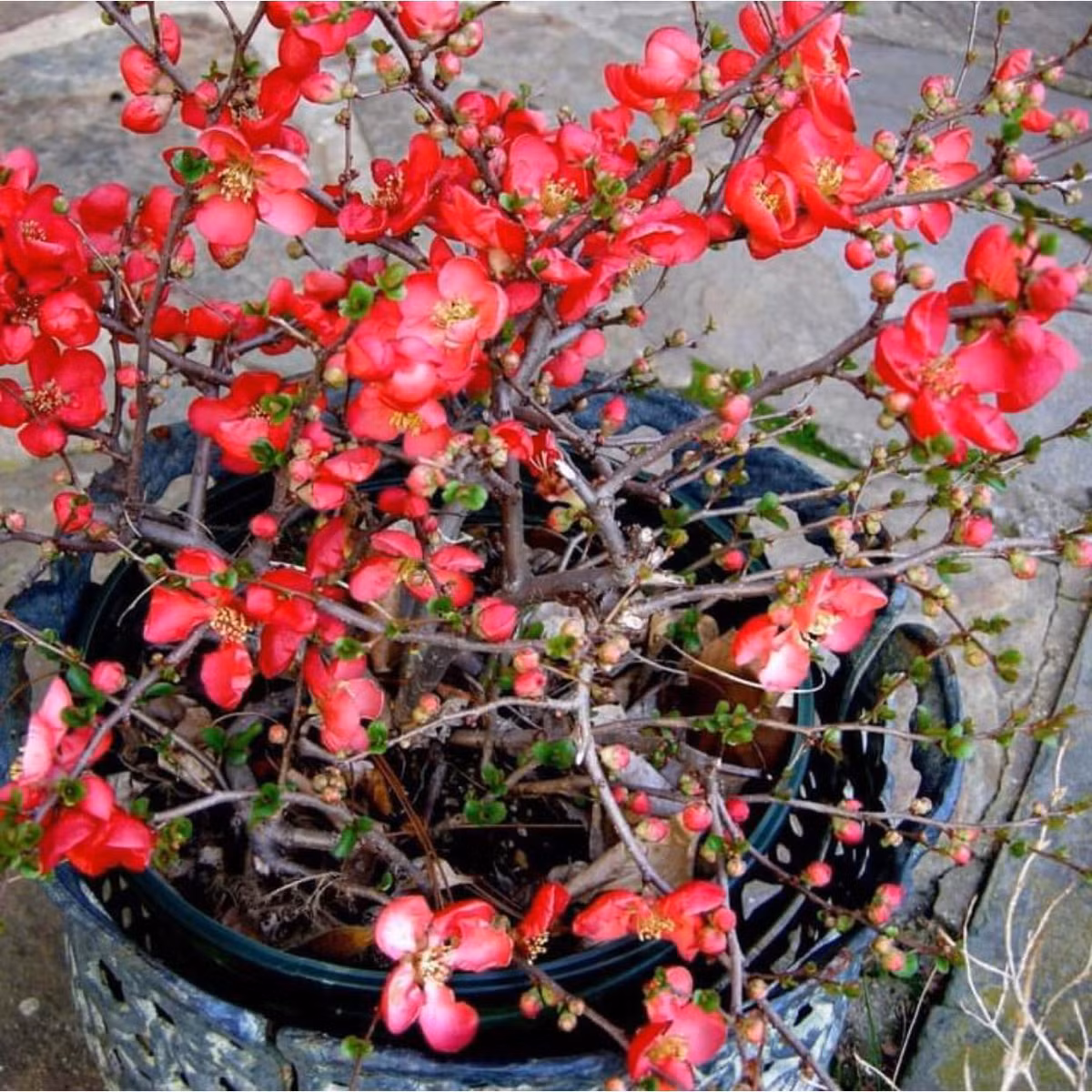 Mỗi gốc mai đỏ có từ 200.000 - 300.000 đồng cũng được nhiều người tiêu dùng chọn lựa. Ảnh: Facebook