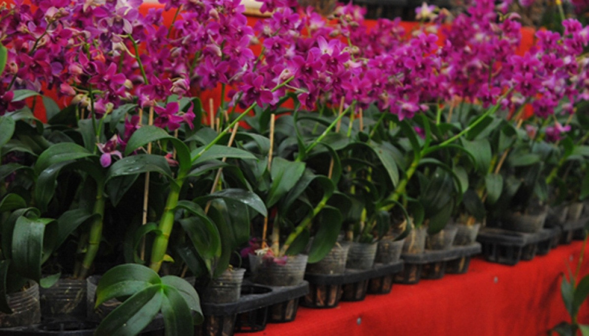 Lan mini bonsai khiến giới chơi cây thích thú vì giá năm nay khá "mềm", chỉ vài trăm nghìn đồng. Ảnh: VOV.