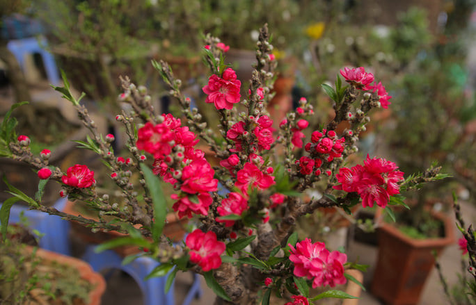 Với giá bằng 1/10 cây đào đắt tiền ở Nhật Tân, đào thất thốn mini được tiểu thương rao bán đầy chợ mạng. Ảnh: Facebook.