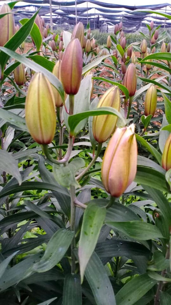 Theo người bán, cận Tết, giá hoa ly kép có thể tăng cao tới 600.000 - 800.000 đồng/bó. Ảnh: Facebook.