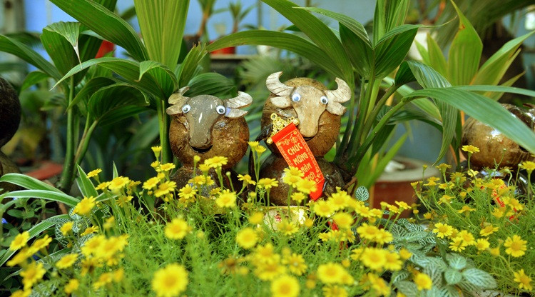 Để cho ra một chậu bonsai dừa hình trâu mất khá nhiều thời gian, nên chi phí khá cao, từ 500.000 – 700.000 đồng/chậu đến 1 - 2 triệu đồng/cặp tùy thuộc vào kích thước, hình dáng. Ảnh: Baotintuc.