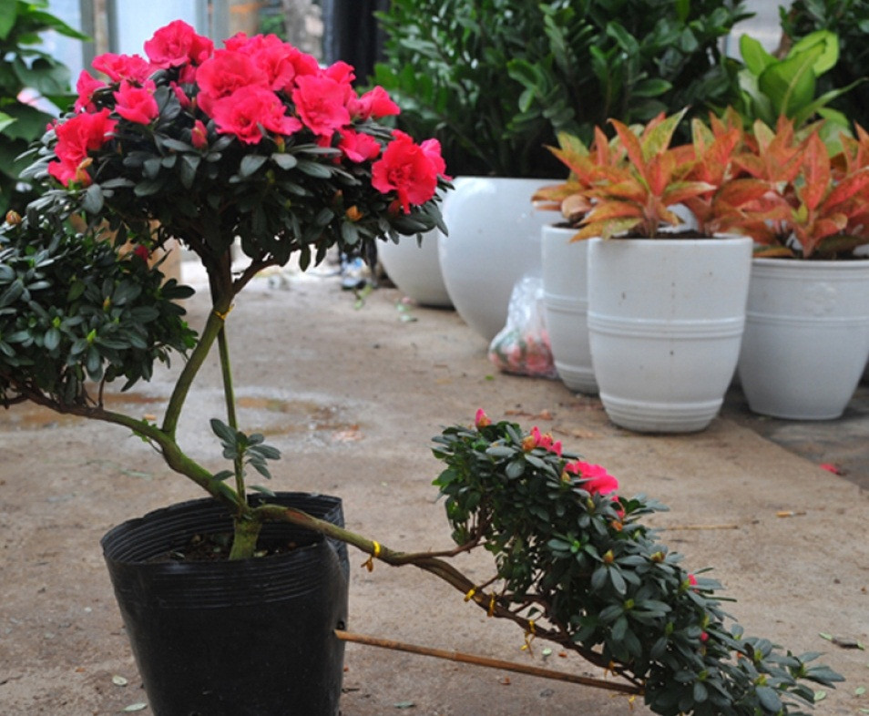 Đỗ quyên thế có giá dao động từ vài trăm tới vài triệu đồng/cây. Ảnh: VOV.