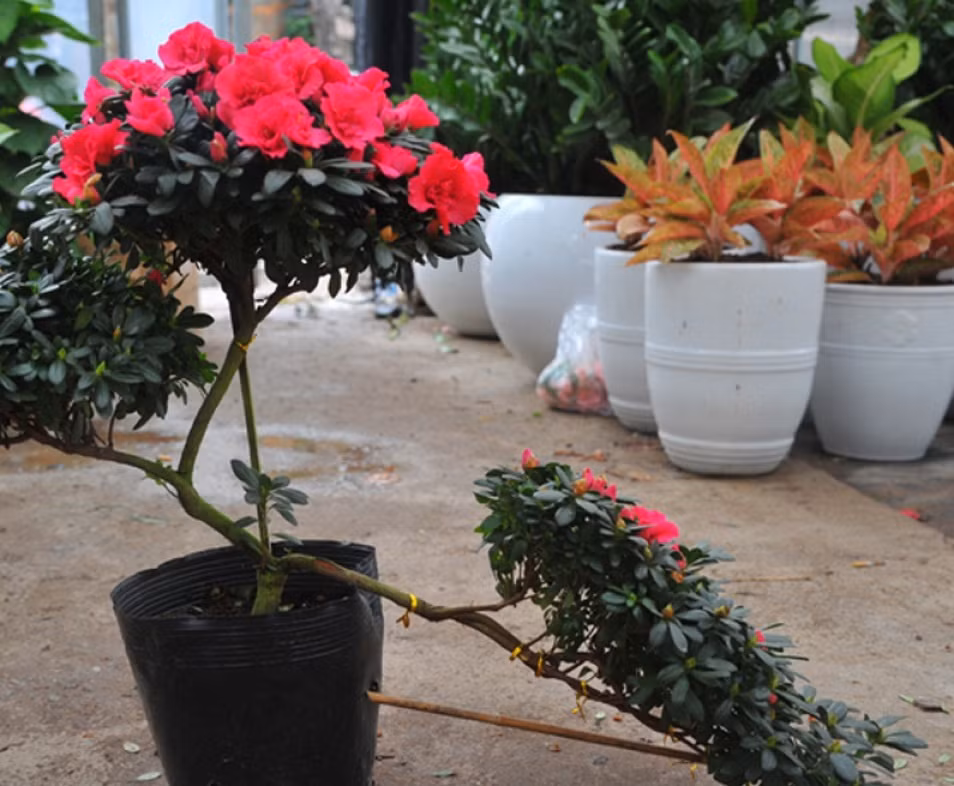 Đỗ quyên thế có giá dao động từ vài trăm tới vài triệu đồng/cây. Ảnh: VOV.