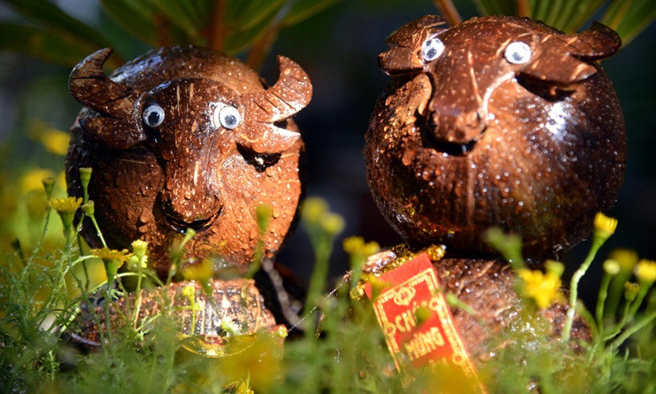 Những chậu bonsai dừa hình trâu được tạo dáng bắt mắt được nhiều khách hàng đặt mua trong dịp Tết Tân Sửu 2021. Ảnh: Baotintuc.