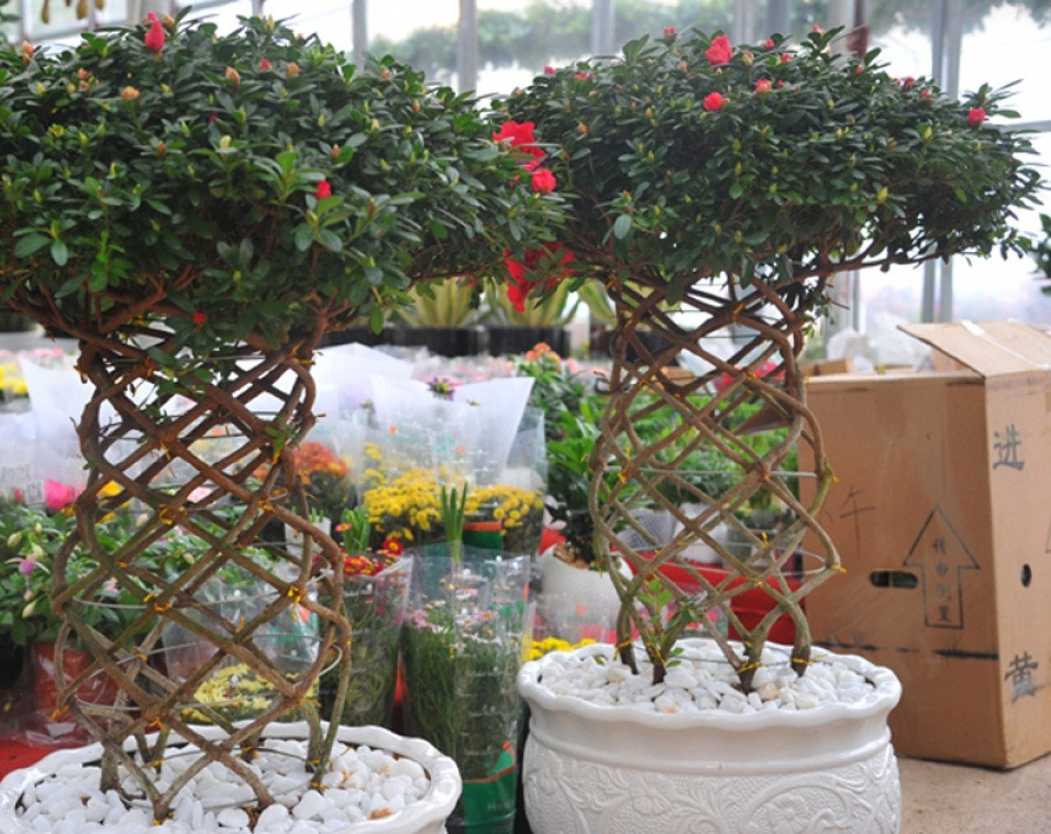 Đỗ quyên thế tạo hình bắt mắt thu hút nhiều khách hàng lựa chọn. Ảnh: VOV.