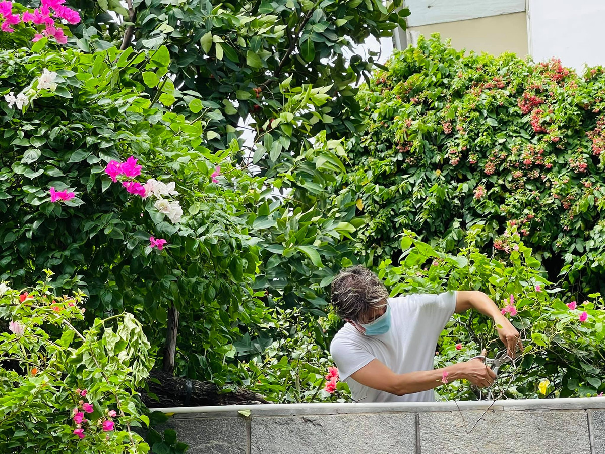 Không phải cái gì cũng tiền tỷ, trong biệt thự của Đàm Vĩnh Hưng còn trồng nhiều loại cây ăn trái như ở quê và các loại hoa thân thuộc.