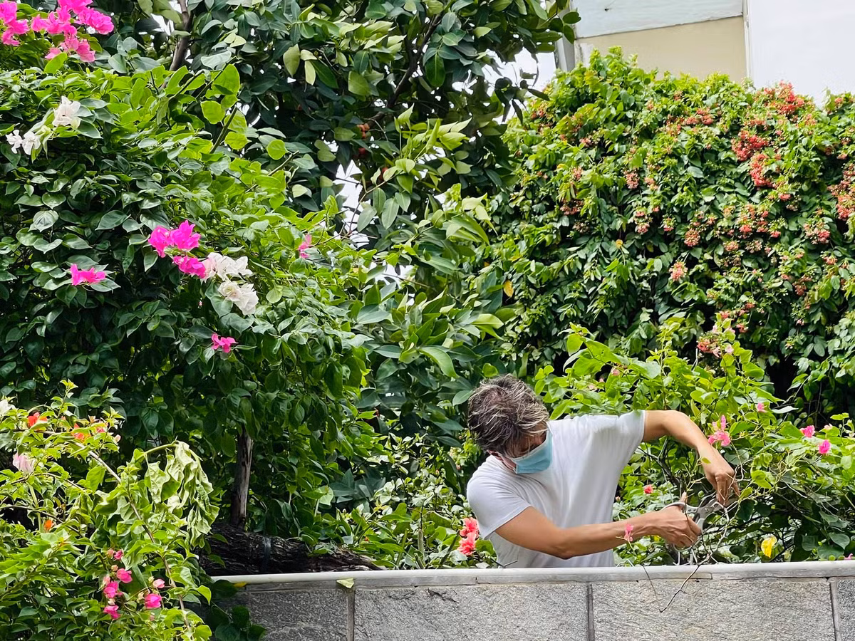 Không phải cái gì cũng tiền tỷ, trong biệt thự của Đàm Vĩnh Hưng còn trồng nhiều loại cây ăn trái như ở quê và các loại hoa thân thuộc.