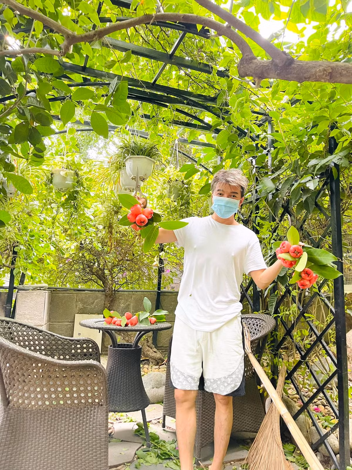 Nam ca sĩ khoe mận nhà trồng chín đỏ.