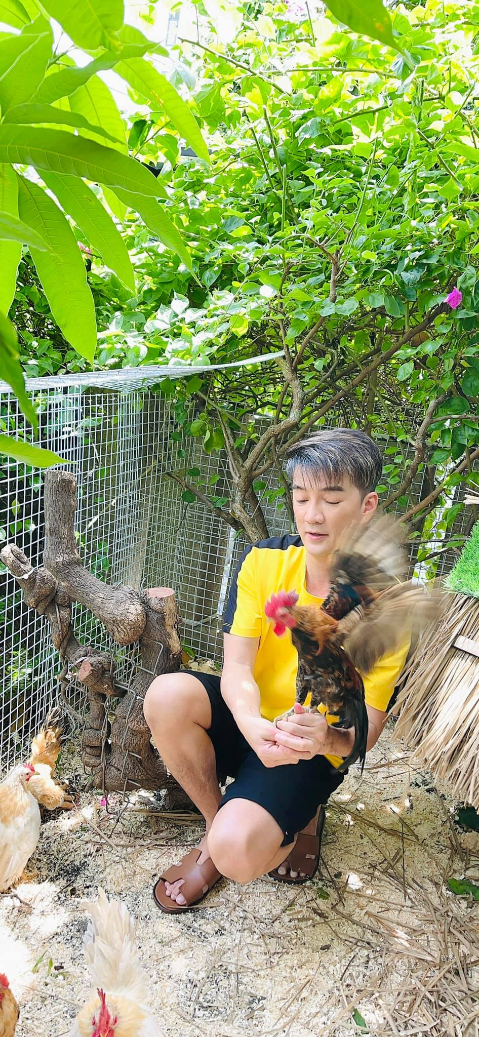 Những chú gà tuyệt đẹp.