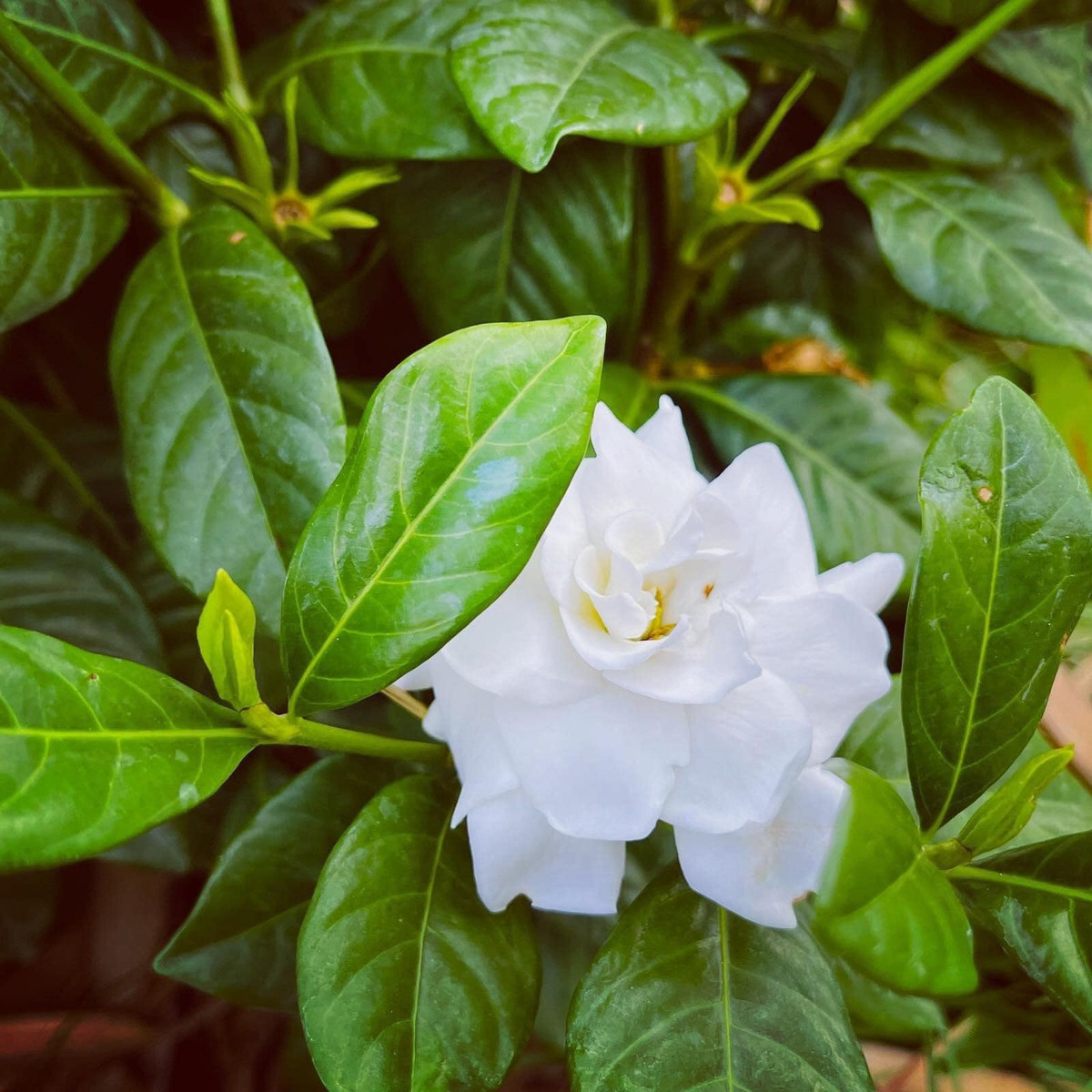 Khu vườn được chia làm hai phân khu với ý nghĩa khác nhau. Vườn nhiệt đới tập trung chủ yếu các loại cây thuộc vùng nhiệt đới nóng ẩm, các loại dược liệu chữa lành như: kim ngân, hương thảo, mã đề, cỏ lan chi… có tác dụng thanh lọc không khí, chống ô nhiễm.