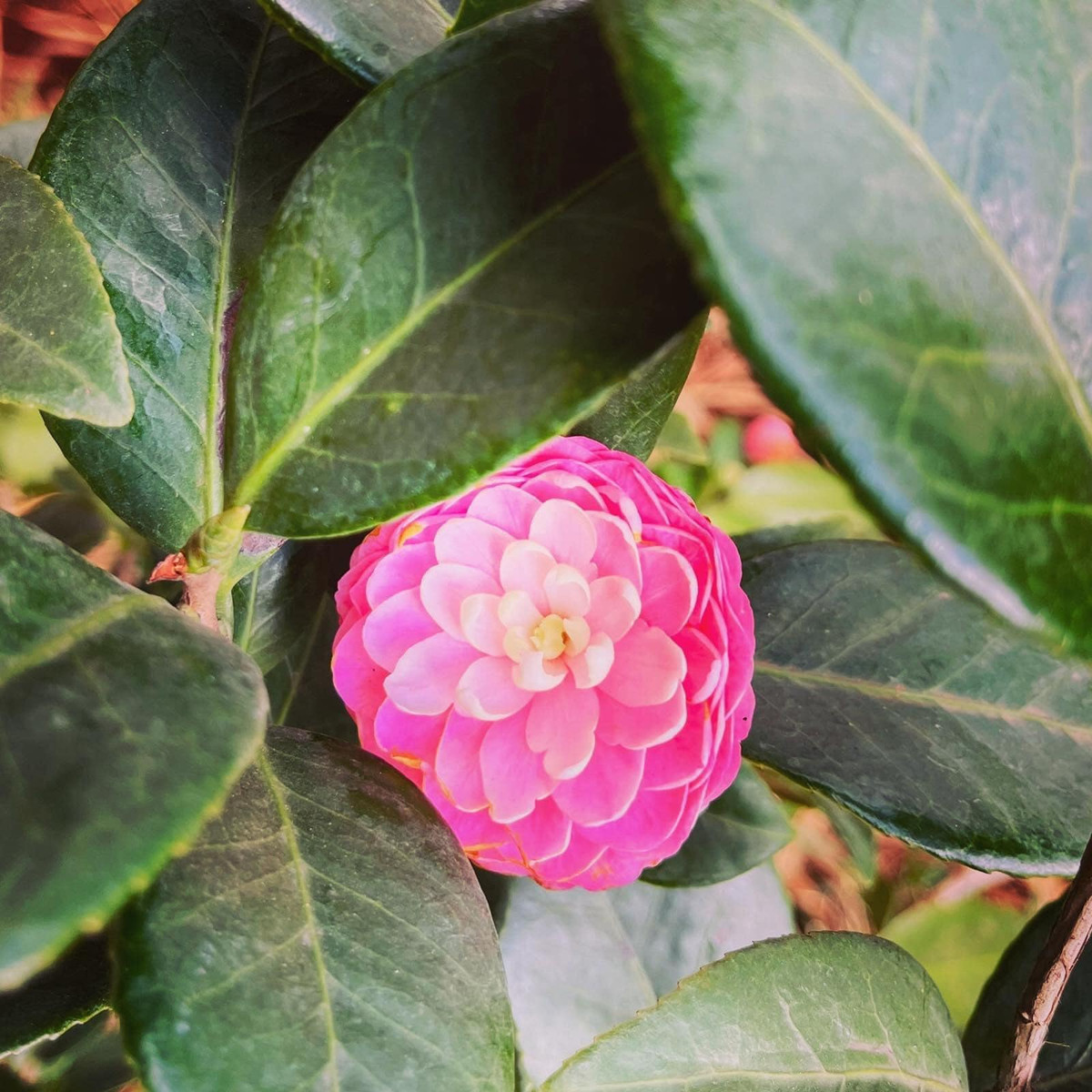 Với quy mô hơn 9000 m2, các loại cây được lựa chọn trồng trong vườn đều là những loại cây bản địa mang dược tính chữa lành, phổ biến trong đời sống.