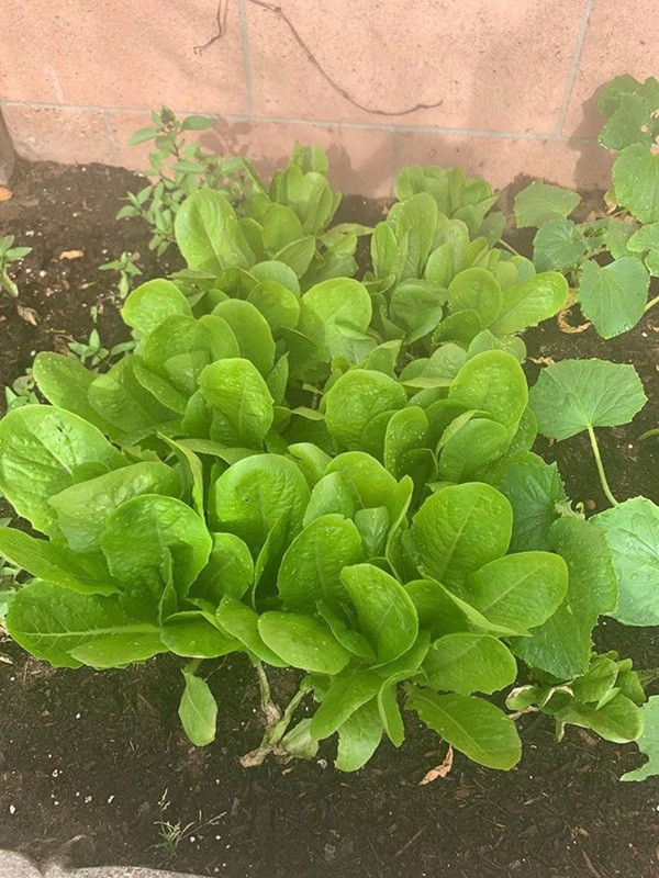 Đặc biệt, trong không gian vườn của biệt thự, Minh Tuyết trồng rất nhiều loại rau Việt Nam như: Cải xanh, ớt, xà lách, lá é...Ảnh: FBNV