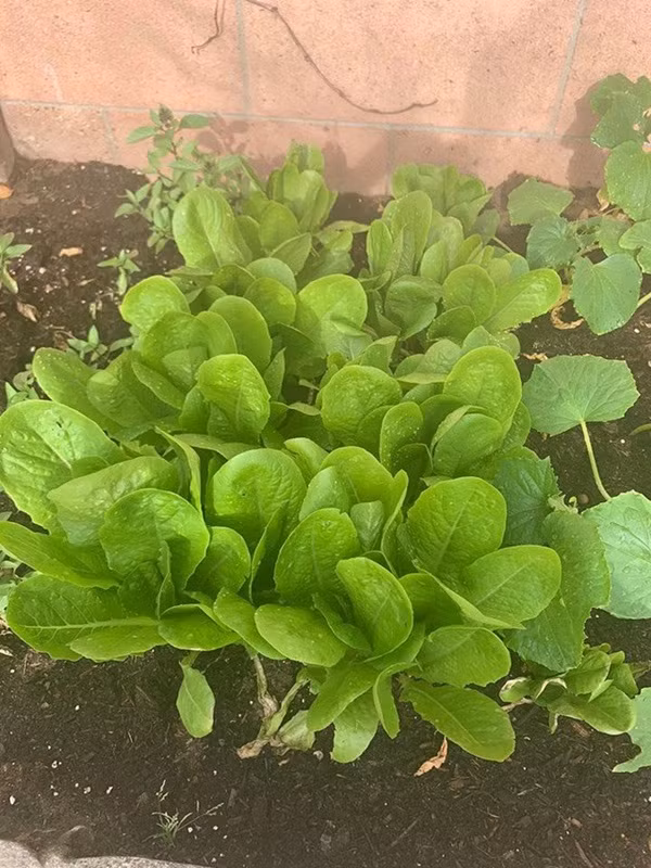 Đặc biệt, trong không gian vườn của biệt thự, Minh Tuyết trồng rất nhiều loại rau Việt Nam như: Cải xanh, ớt, xà lách, lá é...Ảnh: FBNV