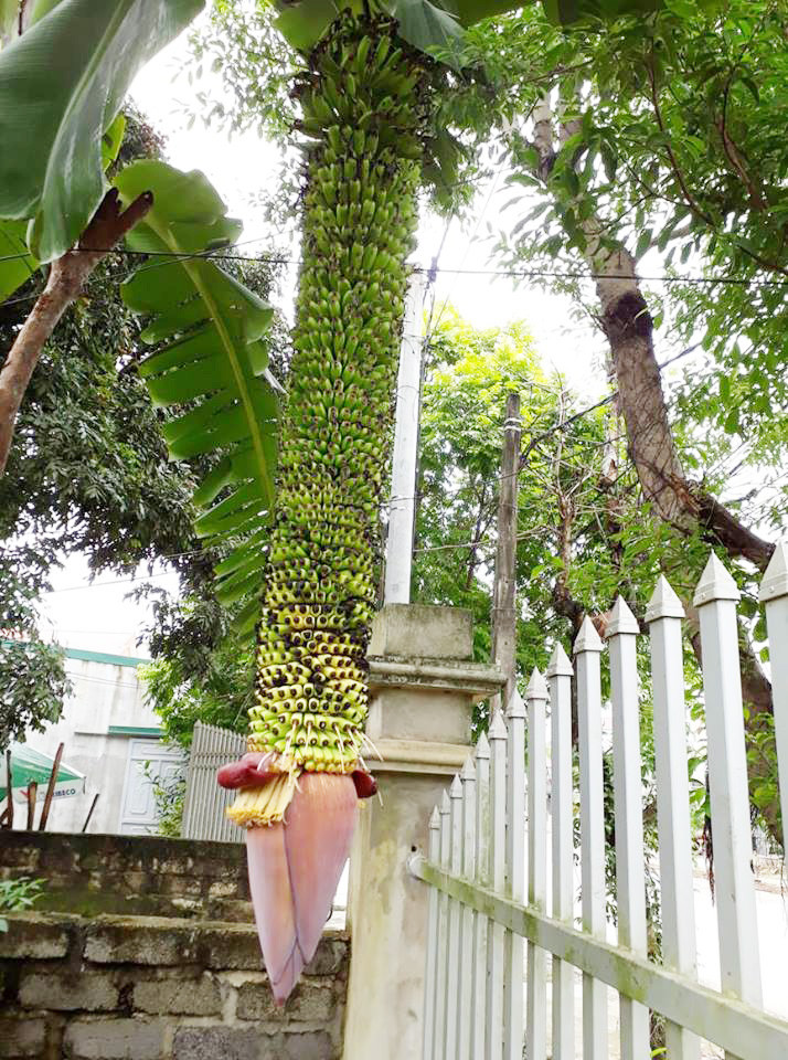 Các nải tương đối đều nhau và vẫn tiếp tục ra nải mới. Ảnh: Dân Việt.