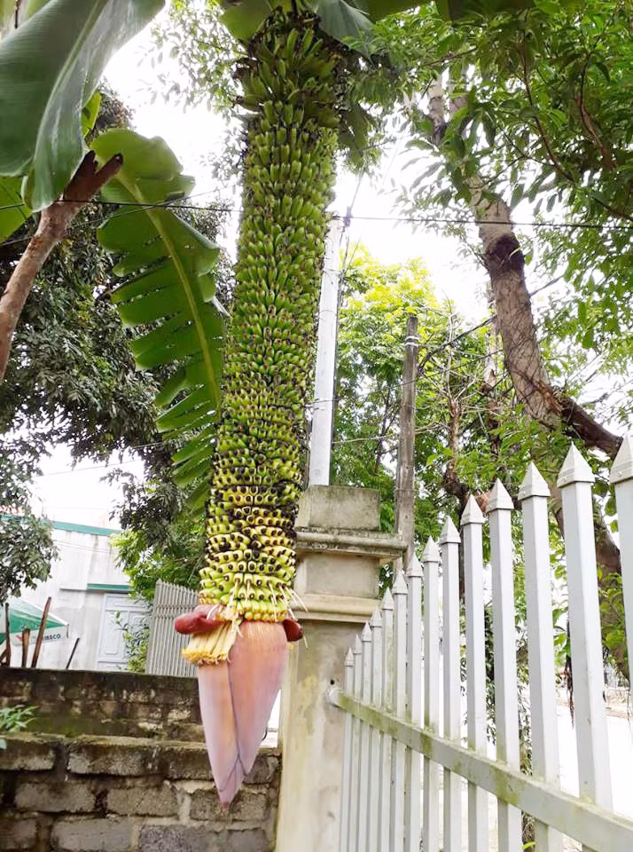 Các nải tương đối đều nhau và vẫn tiếp tục ra nải mới. Ảnh: Dân Việt.