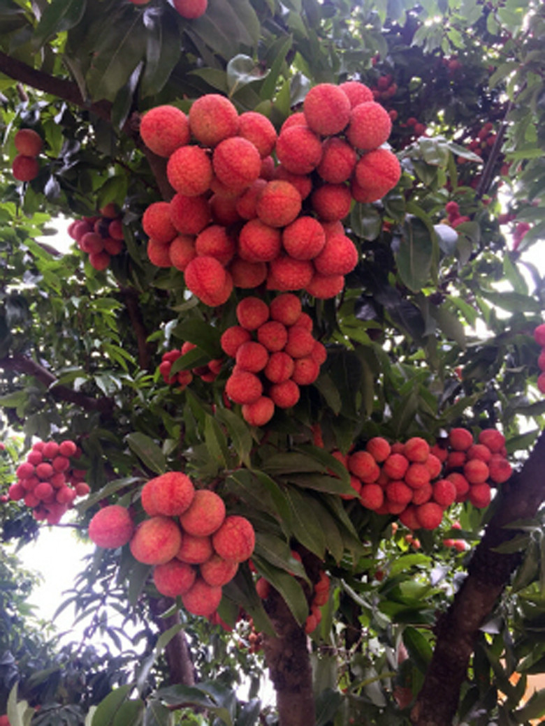 Cây nào cũng ra quả trên thân, quả nào cũng to, đẹp, mọng nước. Ảnh: VOV