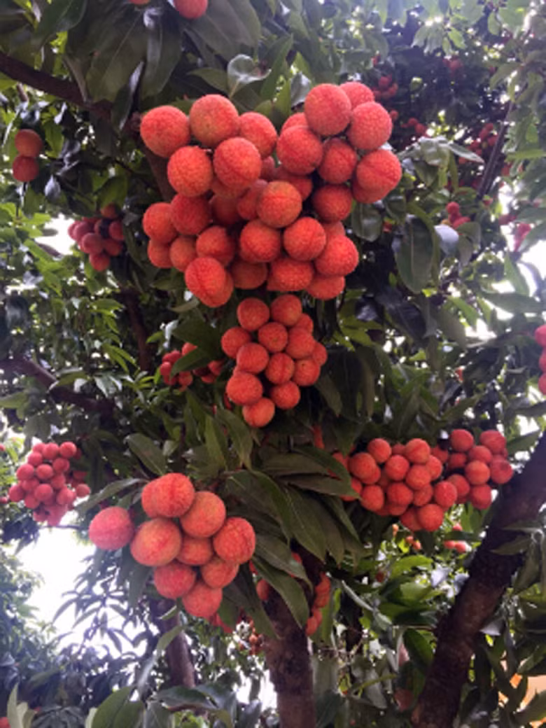 Cây nào cũng ra quả trên thân, quả nào cũng to, đẹp, mọng nước. Ảnh: VOV