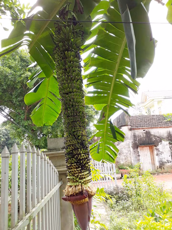 Cây chuối “vỡ kế hoạch” của gia đình ông Nguyễn Công Hoan và bà Nguyễn Thị Liên ở thôn Xanh, xã Quỳnh Lưu, huyện Nho Quan, tỉnh Ninh Bình, dài tới hơn 1,4m và có tới hơn 100 nải. Ảnh: Dân Việt