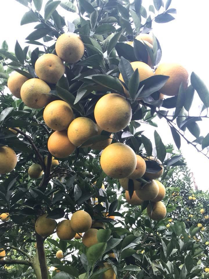 Thực tế, đây không phải là lần đầu tiên cộng đồng mạng kinh ngạc trươc hình ảnh cây sai trĩu quả. Năm 2017, một cây cam Vinh của gia đình anh Dương Đình Tấn (ở Quỳ Hợp, Nghệ An) "vỡ kế hoạch" khi có tới 1.000 quả. Ảnh: Dân Việt