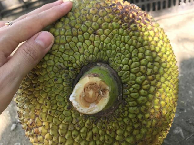 Nhờ những người làm nghề này, thương lái có thể tìm mua được những vườn mít già, ngon và chất lượng, giảm thiểu rủi ro khi mua phải mít non hay mít nhiều xơ đen. Nguồn ảnh: Getty Image