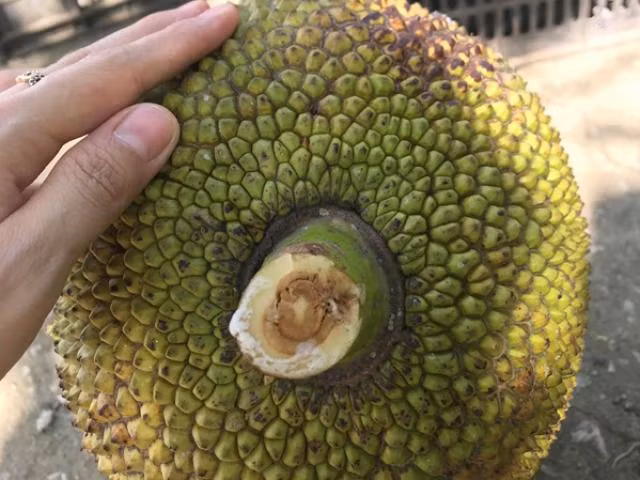 Nhờ những người làm nghề này, thương lái có thể tìm mua được những vườn mít già, ngon và chất lượng, giảm thiểu rủi ro khi mua phải mít non hay mít nhiều xơ đen. Nguồn ảnh: Getty Image