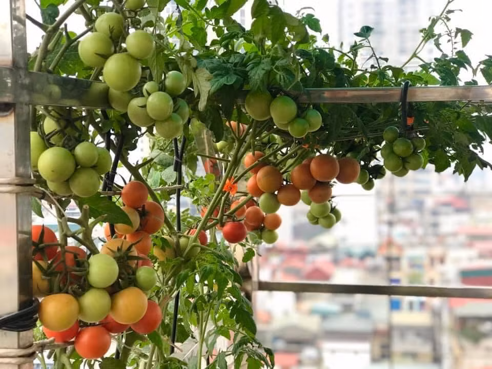 Theo chị Hương, cà chua bạch tuộc phù hợp trồng vào vụ thu đông, bắt đầu ươm hạt vào giữa tháng 7 dương lịch, trồng vào giữa tháng 8 và kết thúc vụ vào cuối tháng 4 năm sau.