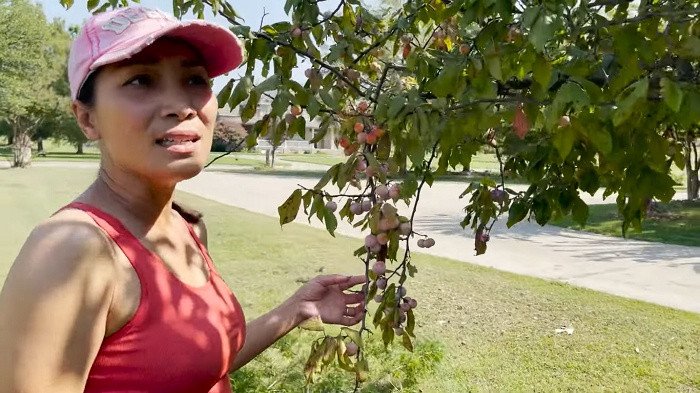 Thậm chí, trong vườn có cả những loại cây đơm hoa kết trái mà chính Hồng Ngọc cũng không biết là cây gì.
