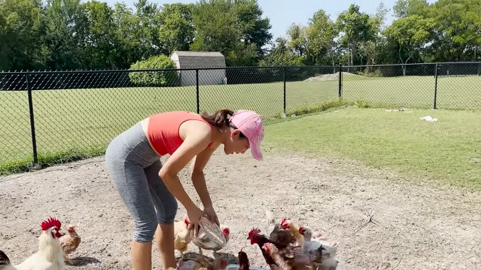 Hồng Ngọc cũng quây một khu vực rộng như nông trại để nuôi gà.