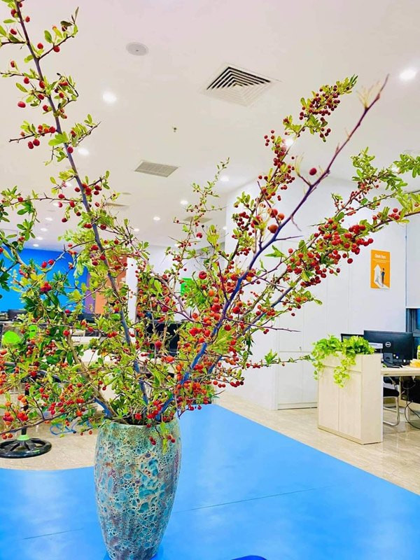 Bên cạnh đó, cành cherry rừng sai trĩu quả cũng từng tạo nên "cơn sốt" ở chợ mạng hồi cuối năm ngoái. Ảnh: Facebook.