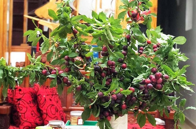 Những set cành mận chi chít quả chín mọng, lá xanh mướt đang được bán với giá khá cao, từ 250.000-500.000 đồng/set tuỳ cành to nhỏ. Ảnh: Vietnamnet