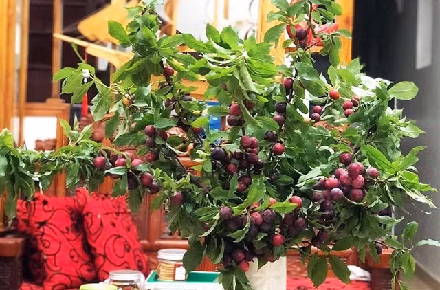Những set cành mận chi chít quả chín mọng, lá xanh mướt đang được bán với giá khá cao, từ 250.000-500.000 đồng/set tuỳ cành to nhỏ. Ảnh: Vietnamnet
