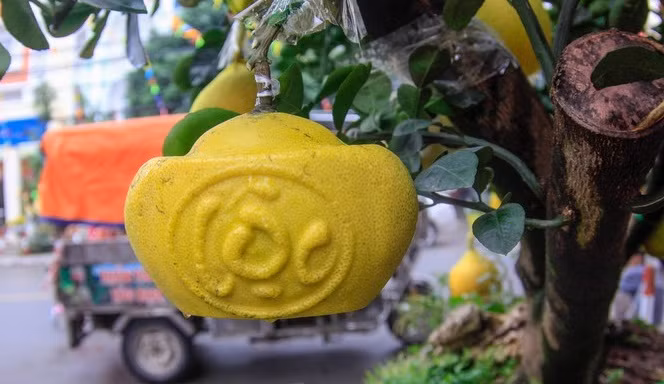 Tuy nhiên, giá mỗi trái bưởi thỏi vàng khắc chữ “Tài”, “Lộc” đắt hơn nhiều so với bưởi thường, dao động từ 500.000 – 1 triệu đồng/trái tùy kích cỡ và hình dáng. Ảnh: Tiền phong.