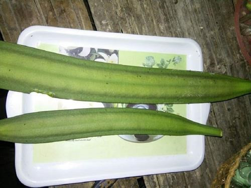 Núc nác nhìn bên ngoài không hấp dẫn nhưng ăn có vị chua, hơi đắng, mam mát đầu lưỡi. Nguồn ảnh: Facebook