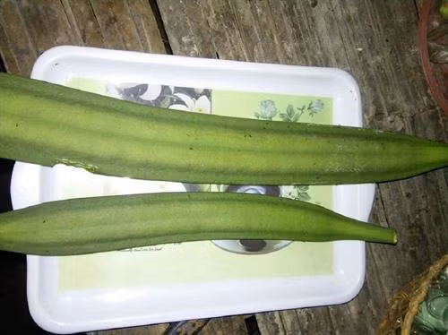 Núc nác nhìn bên ngoài không hấp dẫn nhưng ăn có vị chua, hơi đắng, mam mát đầu lưỡi. Nguồn ảnh: Facebook