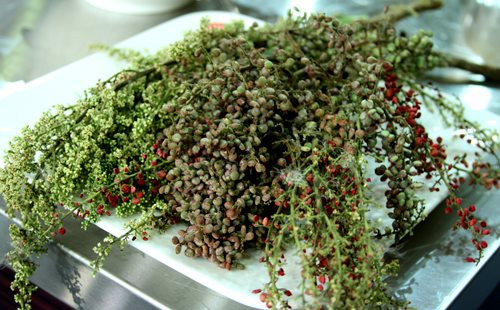 Quả muối rừng được dùng làm gia vị chế biến nhiều món ăn hảo hạng như chạch gai xốt hạt muối rừng. Ngoài ra, quả muối rừng còn có thể giã thành bột để trộn với các món nộm.