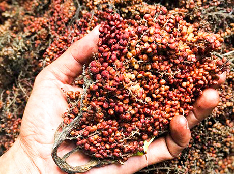 Thế nhưng, vài năm gần đây, quả muối rừng được đầu bếp tại nhà hàng lớn biết đến và lùng mua với giá từ 100.000 - 120.000 đồng/kg.