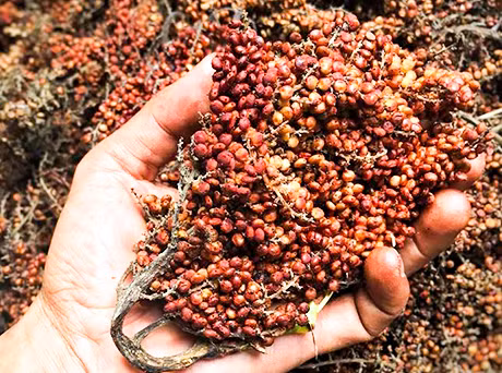 Thế nhưng, vài năm gần đây, quả muối rừng được đầu bếp tại nhà hàng lớn biết đến và lùng mua với giá từ 100.000 - 120.000 đồng/kg.