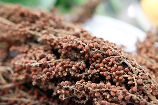 Cây muối rừng mọc nhiều tại khu bảo tồn Chư Moảy (Kon Tum) là loại cây thân gỗ, cao khoảng 2 - 8m. Quả muối rừng ban đầu chín rụng đầy không ai thu hái, chỉ lượn nhặt về làm gia vị thay cho muối.