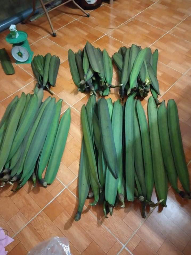 Quả núc nác được bán nhiều trên chợ mạng với giá từ 70.000 - 100.000 đồng/kg. Người bán cho biết, số lượng không nhiều nên ai muốn mua số lượng lớn thì phải đặt từ trước.