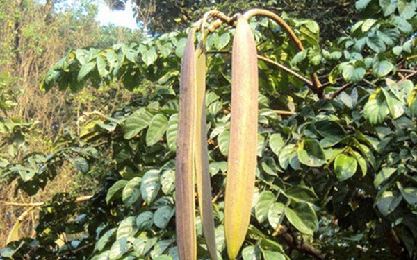 Một thời, quả núc nác được xem là thứ đồng quê "cứu đói" của đồng bào các dân tộc ở Tây Nguyên. Vài năm gần đây, núc nác bất ngờ được rao bán trên chợ mạng, trở thành đặc sản của các nhà hàng, khách sạn.