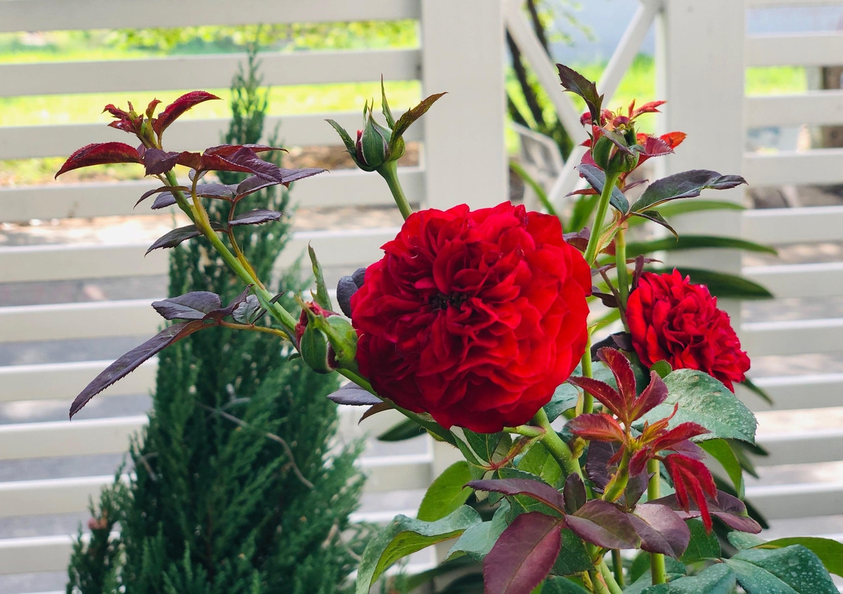 Nam MC cho biết chủ yếu dùng các loại phân hữu cơ để bón cho cây.